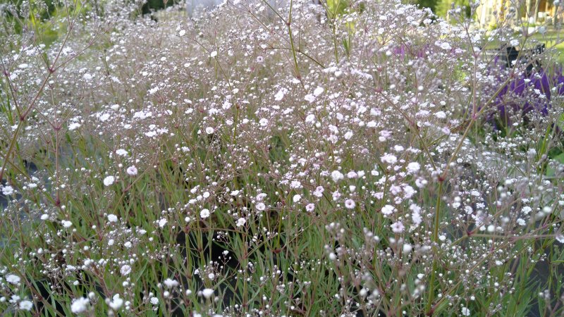 Gypsophila paniculata 'Festival White' Morsiusharso